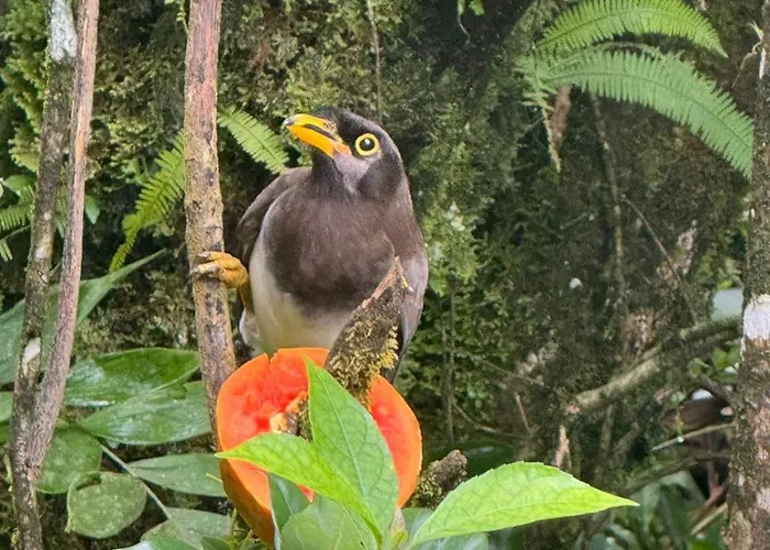 Aves Monteverde Eco Con Jacuzzi * La Cruz (Abangares)