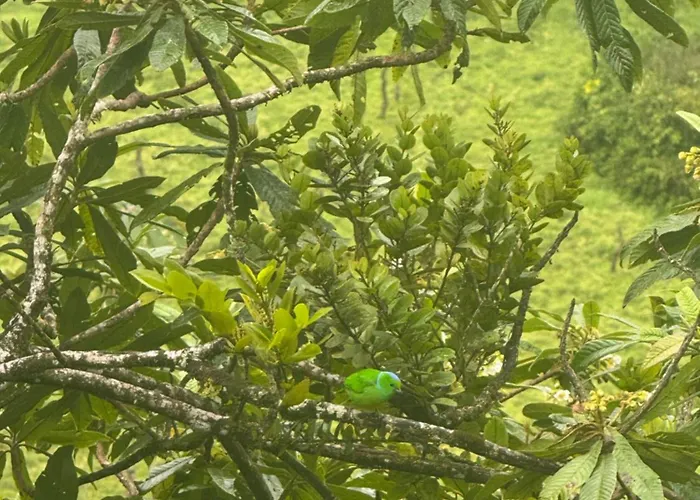 Aves Monteverde Eco Con Jacuzzi Holiday home La Cruz (Abangares)